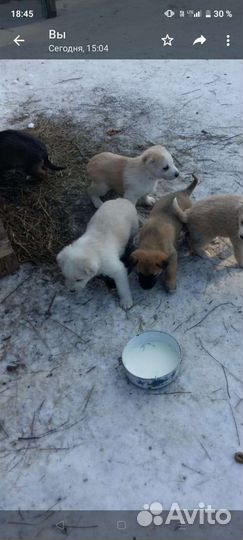 Щенки