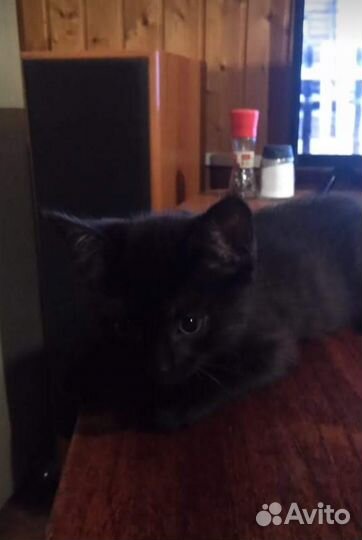 Котики маленькие бесплатно