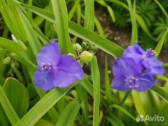 Продам эхиноцею