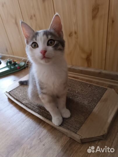 Отдам в добрые руки маленьких кошечек