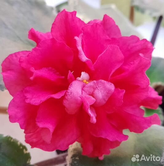 Фиалки, стартеры, детки