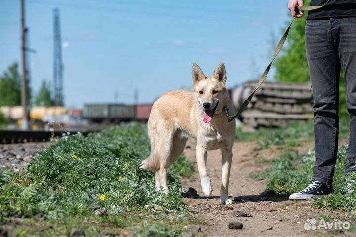 Собака в добрые руки