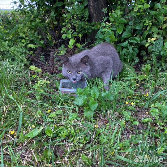 Породистому котику нужен дом