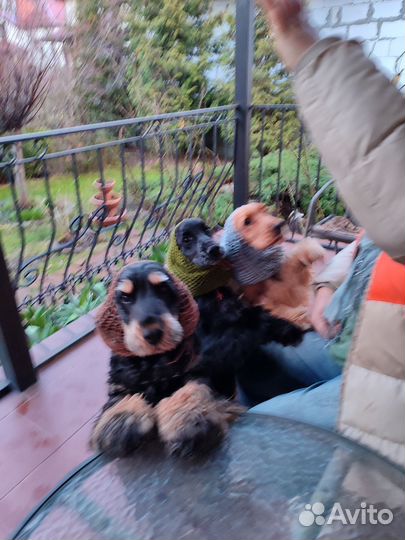 Шапочки для собак