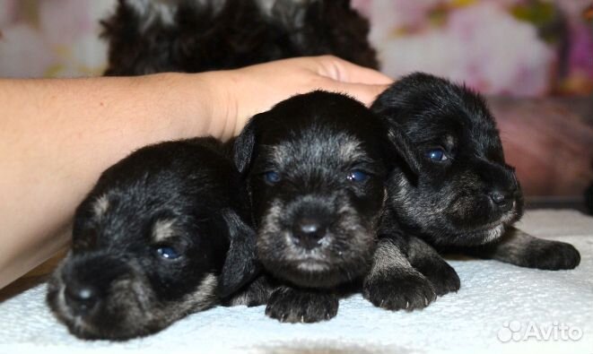 Щенки цвергшнауцера