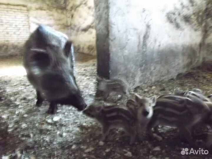 Поросята Дикие кабаны полосатики