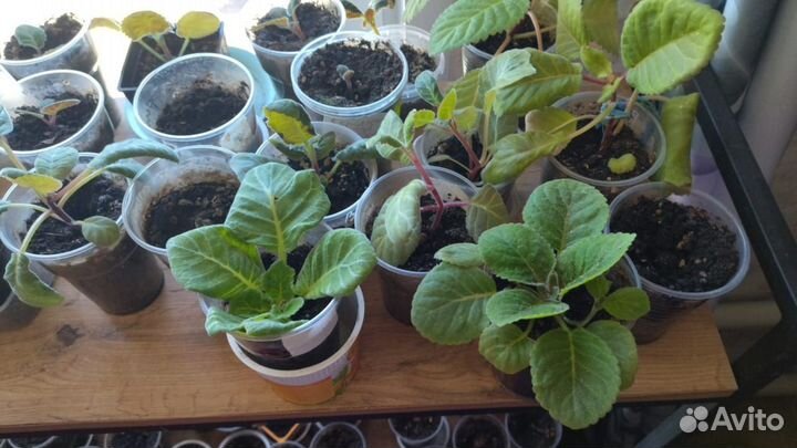 Глоксиния махровая