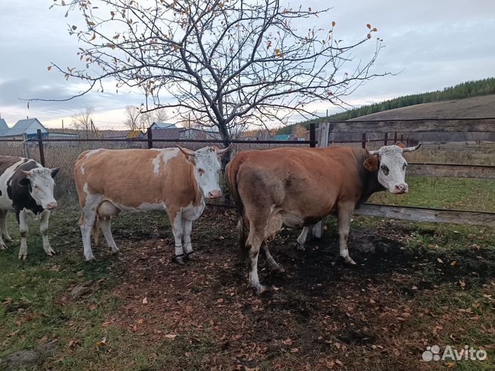 Телята бычки и коровы