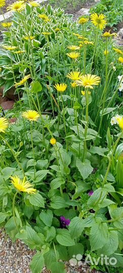 Дороникум восточный