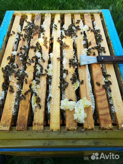 Муромский мёд, перга, прополис