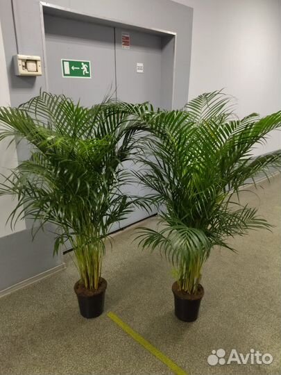 Пальма арека дипсис 200 см