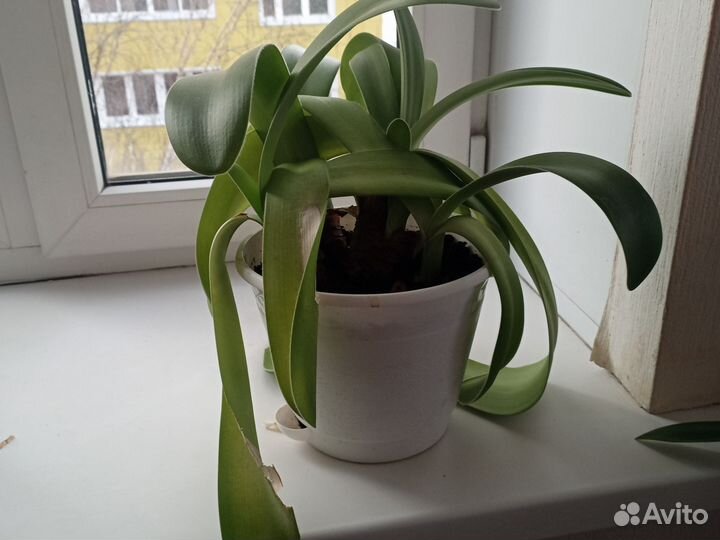 Дендробиум