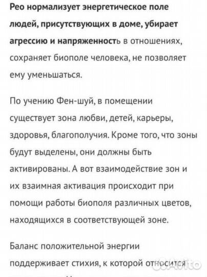 Традесканция Рео сорт «Гавайский Гном»