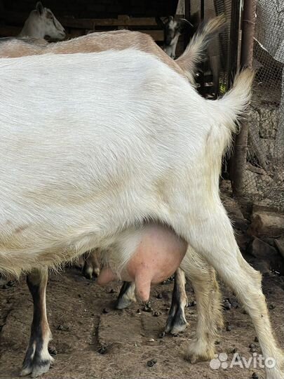 Коза дойная молочная