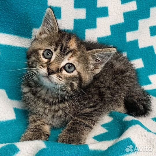 Крошечки в полосочку ищут семьи