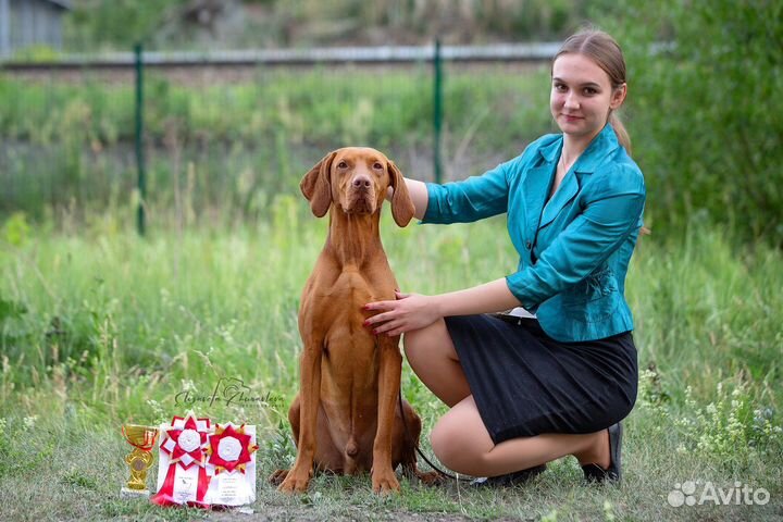 Хендлер, подготовка собак к выставкам