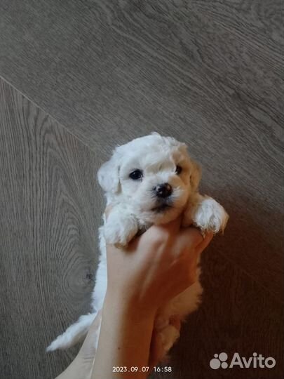 Мальчики РКФ