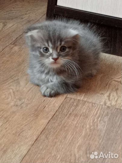 Кошка в дар