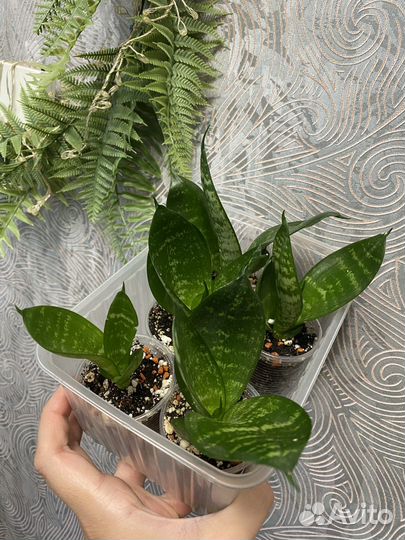 Сансевиерия джейд 8шт до 8см