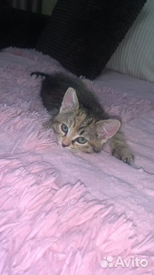 Котенок бесплатно в добрые руки