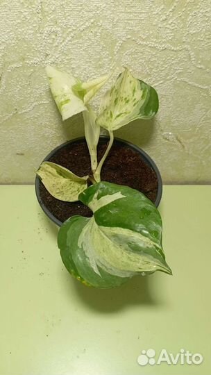 Эпипремнум Хеппи лиф