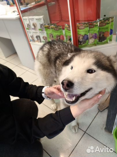 Сибирский хаски бесплатно