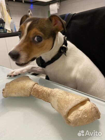 Парсон Рассел терьер