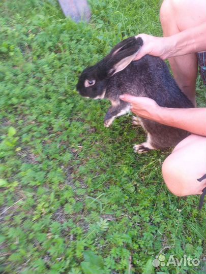 Кролик мясной породы