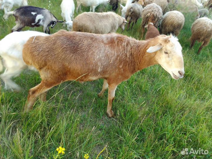 Баранчики,козлики