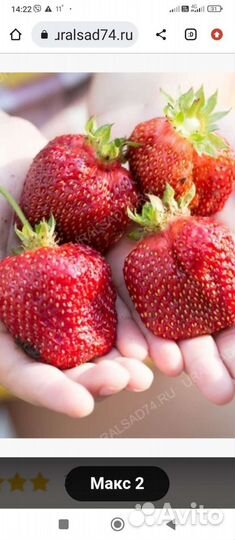 Рассада ремонтантной клубники