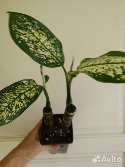 Диффенбахия