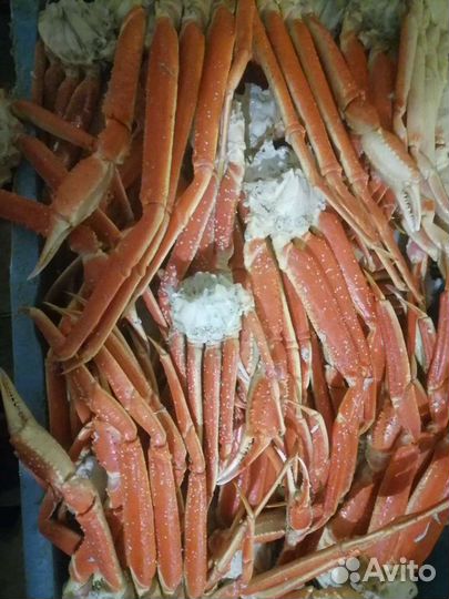 Ботан крупный