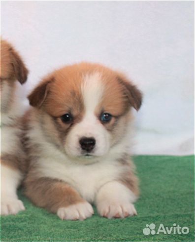 Щенки вельш -корги