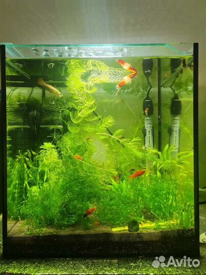 Аквариум 38 литров, термо регулятор, фильтр, декор