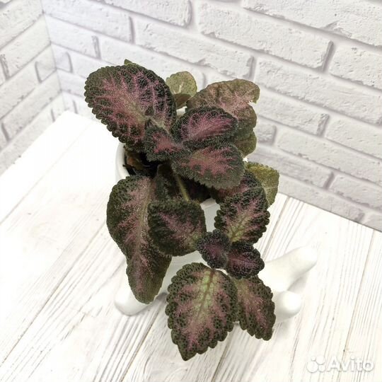 Редкие растения