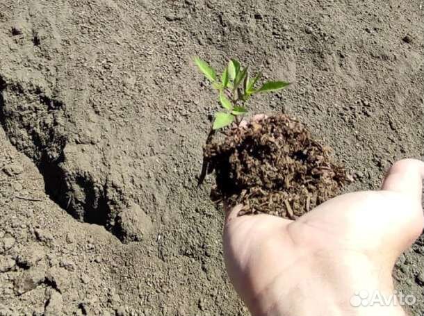 Конский навоз с опилками (конская подстилка) в меш