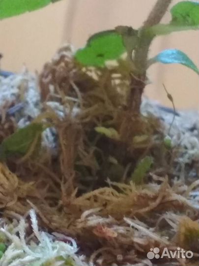 Растения Гортензия метельчатая Самарская Лидия