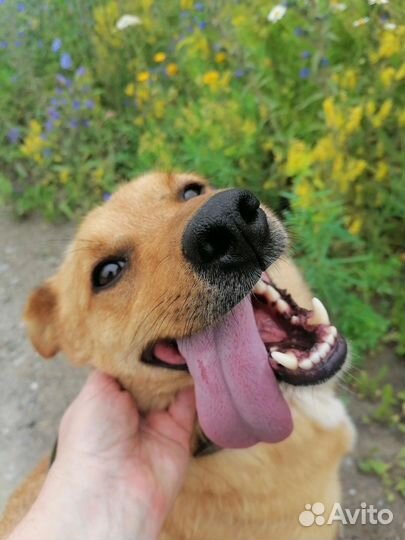 Собака в добрые руки