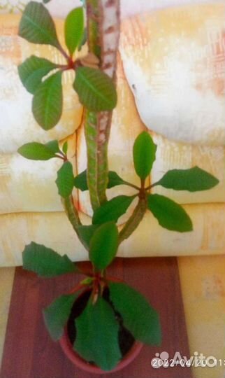 Эуфорбия 130 см. (Молочай Беложильчатый )