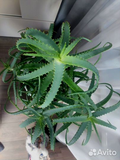 Алоэ древовидное