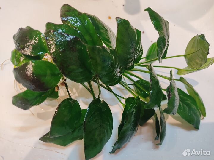 Отдам растения, меченосцев кои, частично гуппи