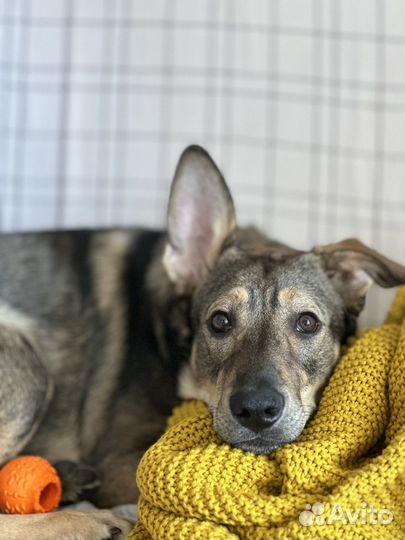 Малинуа метис