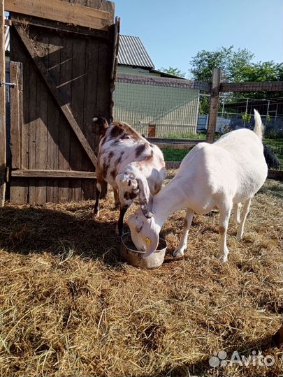 Козы англонубийские