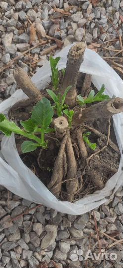 Георгины клубни Кафе о Лейт