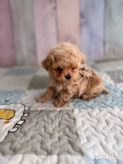 Мальтипу micro тедди f1 бейбифейс