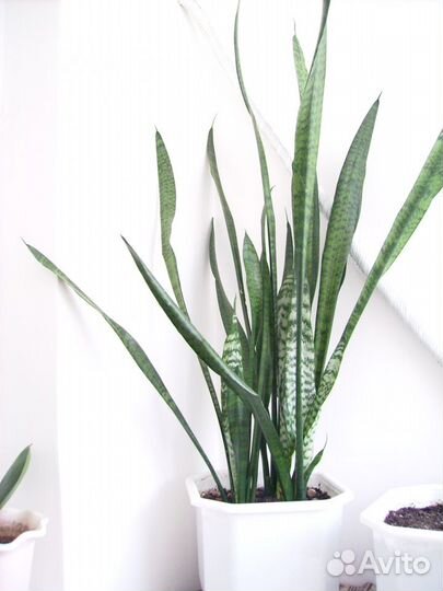 Сенсивиерия