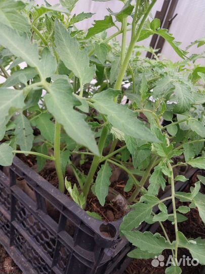 Рассада помидор и огурцов
