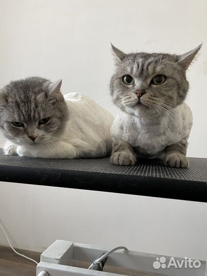 Груминг собак и кошек