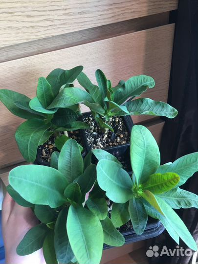 Эуфорбия миля белая