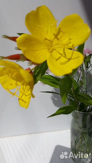 Ягодный и цветочный питомник обмен рассады